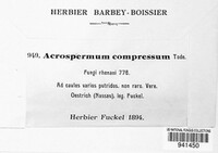 Acrospermum compressum image